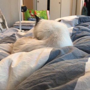 Meet your Posher, Xudong